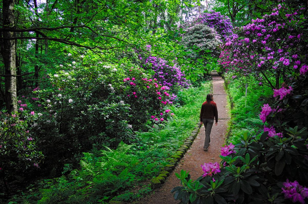 Der Rhododendronpark, angrenzend an das Anwesen der Villa Richter.